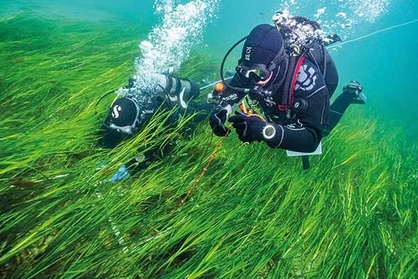 Rackwick Sea Grass Poncho