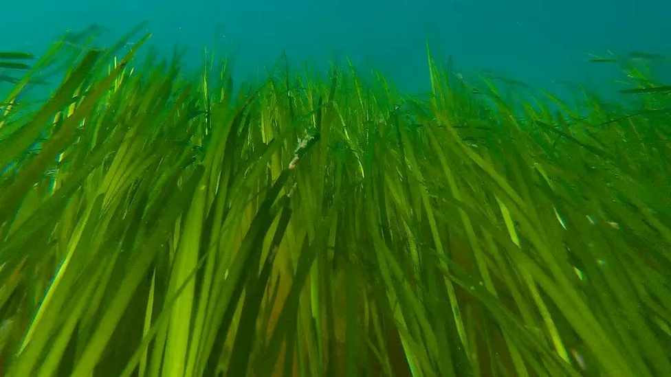 Rackwick Sea Grass Poncho